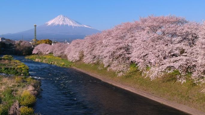 日本富士山和樱花樱花景观