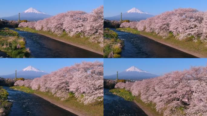 日本富士山和樱花樱花景观