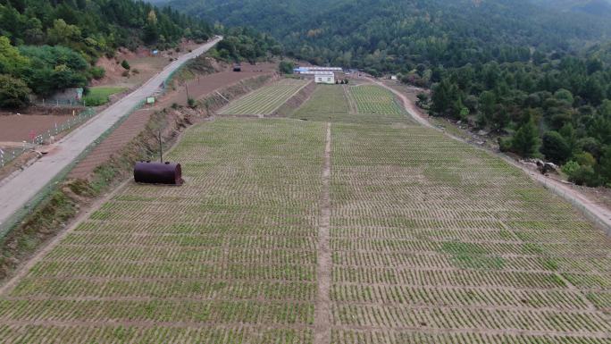 苗圃地航拍