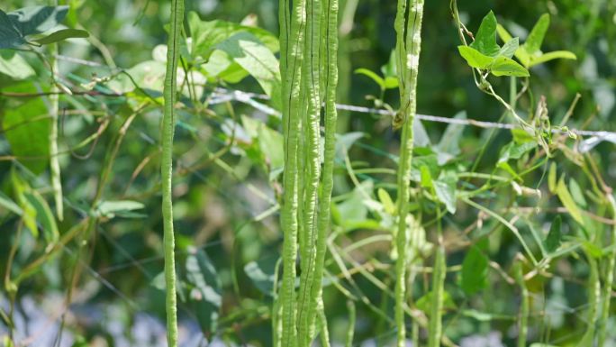 长豆角生长长豆角特写蔬菜种植基地