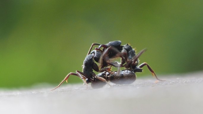 黑蚁战斗近距离拍摄蚂蚁格斗两只蚂蚁打架高
