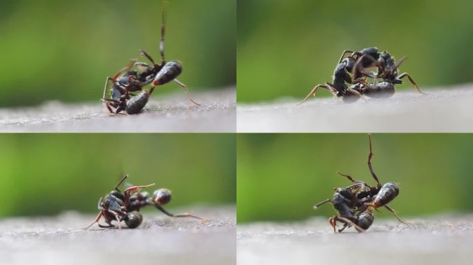 黑蚁战斗近距离拍摄蚂蚁格斗两只蚂蚁打架高