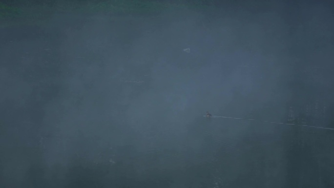 大雾里的水鸭