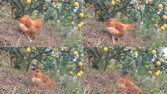 一只果园走地鸡在风中觅食