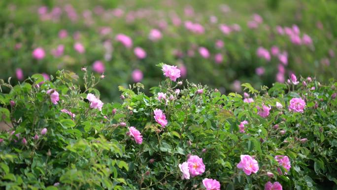 农业田里一排排玫瑰的特写镜头