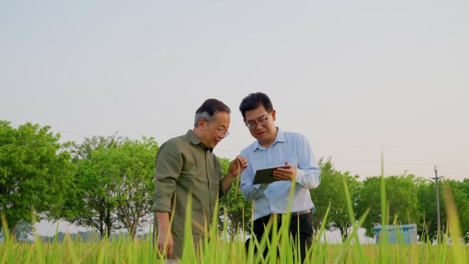 农业专家研究水稻