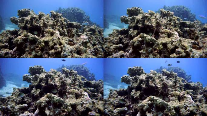 珊瑚礁漂白对受损脆弱生态系统海洋环境的影响