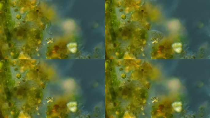草履虫显微镜显微镜草履虫活动
