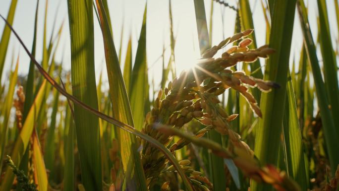农村农业稻田 阳光穿透麦穗