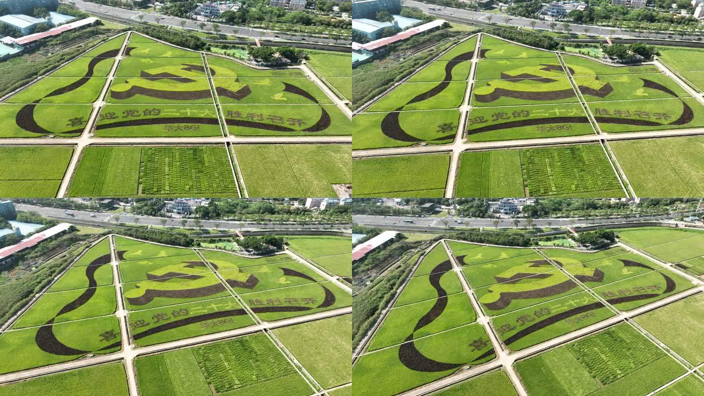 深圳水稻