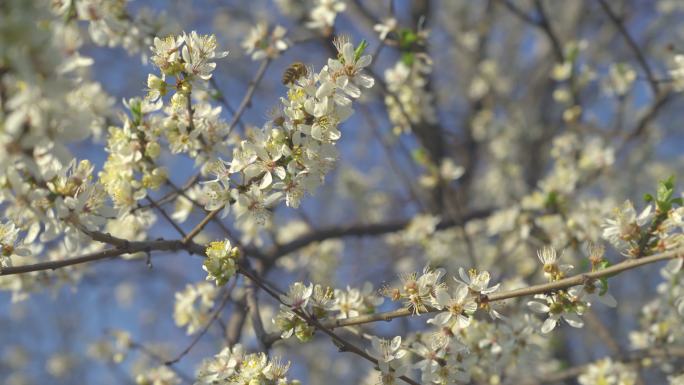 在4k视频的水平格式中，野生梅花在绿色中绽放。核果花在春天开花。蜜蜂在蓝天的映衬下采集花朵的花粉。