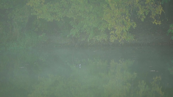 大雾弥漫下河里的水鸭