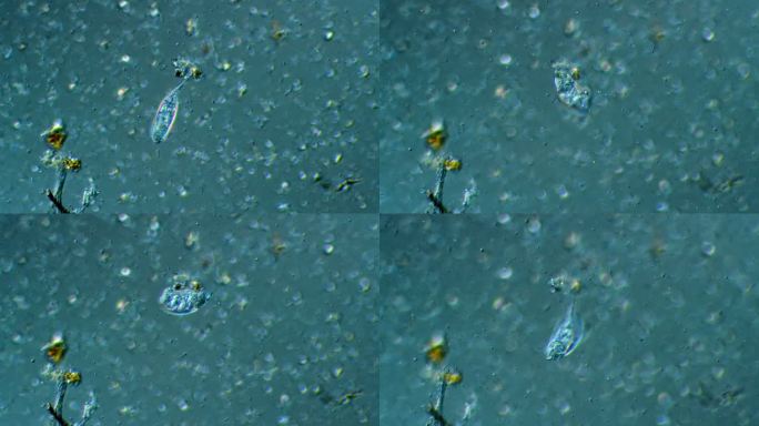 轮虫-微生物轮虫微生物单细胞