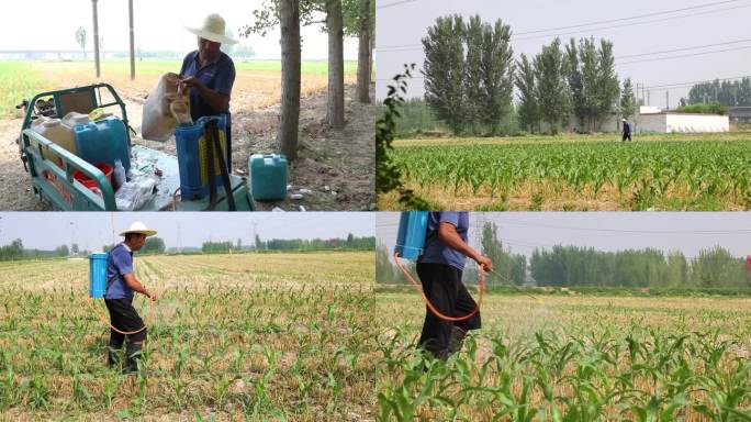 农民打农药玉米田虫害防治灭草剂除草