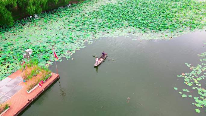 航拍湖北洪湖，洪湖水浪打浪表演，荷花素材