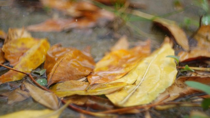 苔藓秋雨