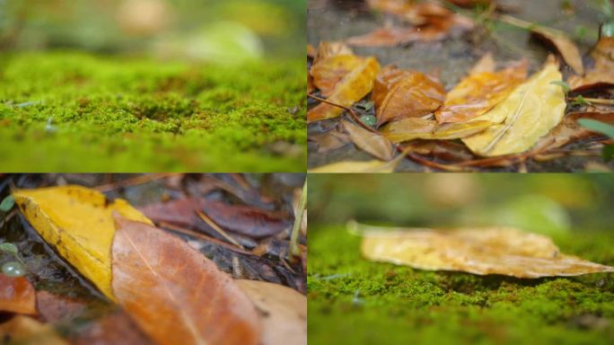 苔藓秋雨