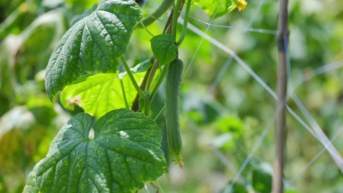 黄瓜生长农村黄瓜种植蔬菜菜园子