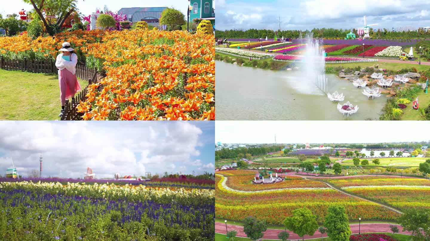 荷兰花海 花田 景区 花 秋季