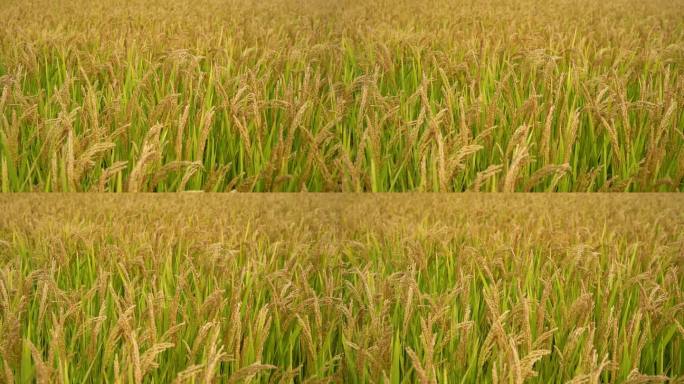 稻田地里整片成熟的水稻