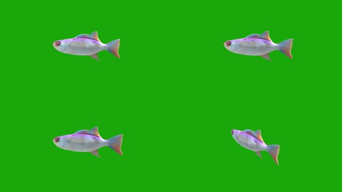 一条游动的鱼卡通动画 海鱼金鱼绿幕素材