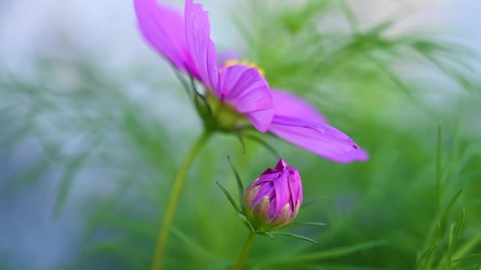 花卉格桑花张大人花