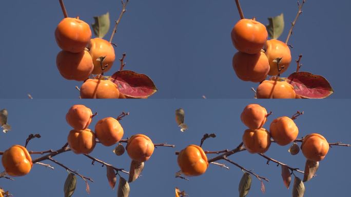 秋天成熟的金黄色柿子3