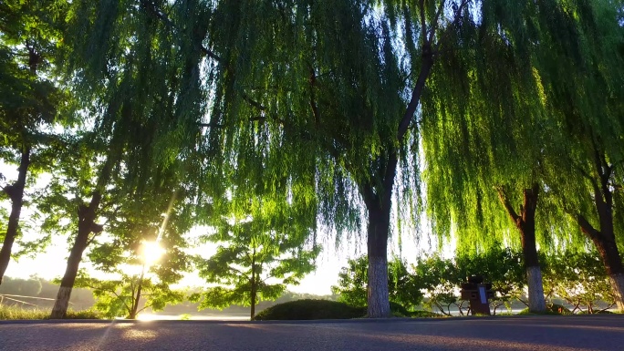 抒情秋景绿色环境清晨耀眼光芒公园休闲跑步