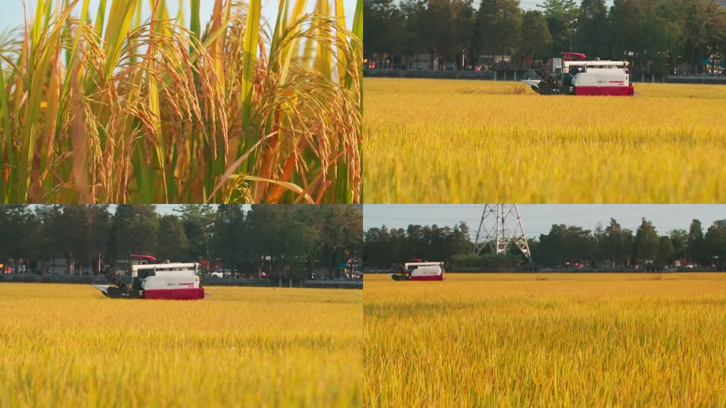有机稻田收割黄金稻田农业生产