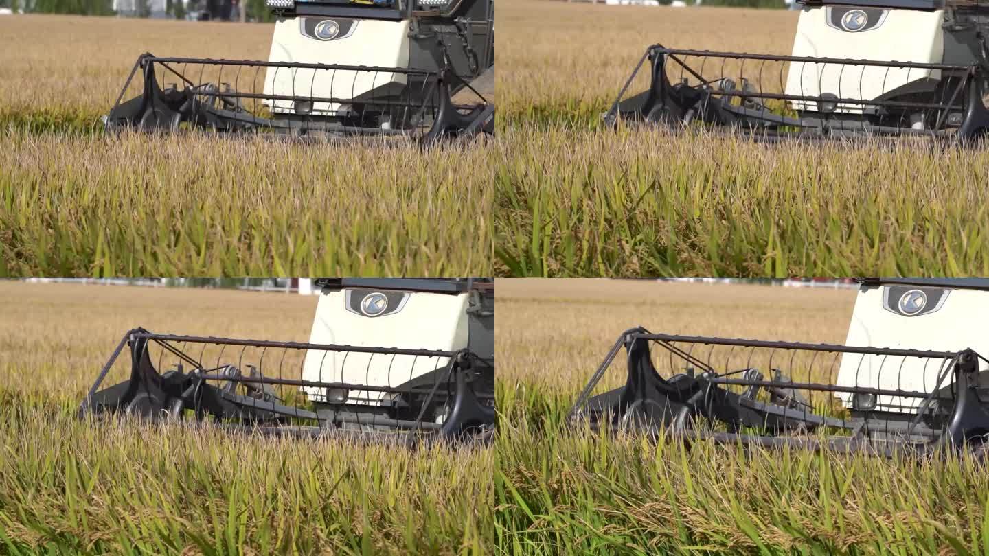 稻田收割
