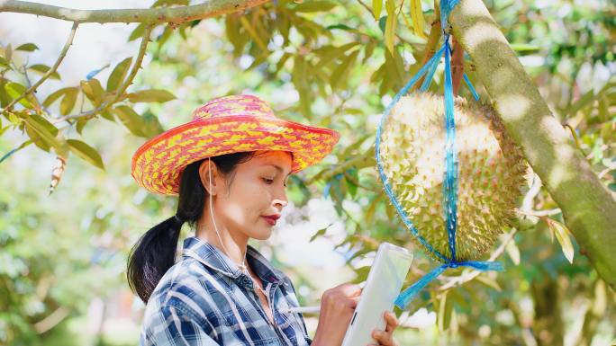 亚洲成年长发女性高科技农民在榴莲农场通过平板电脑或书面报告检查榴莲。