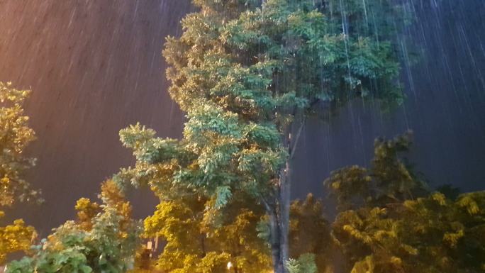 夜雨雨中飞鸟雨天街灯傍晚下雨