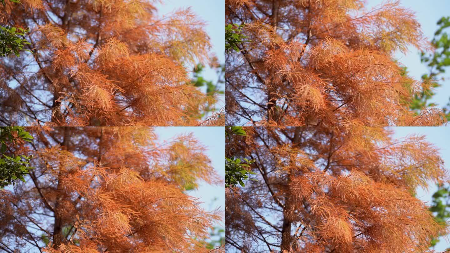 秋天唯美红杉叶随风摇摆升格自然风景空镜头