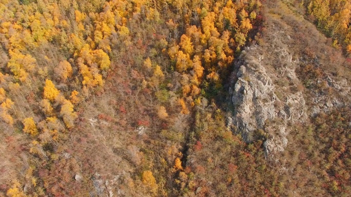 海东市 乐都区 北山林场 秋景 航拍