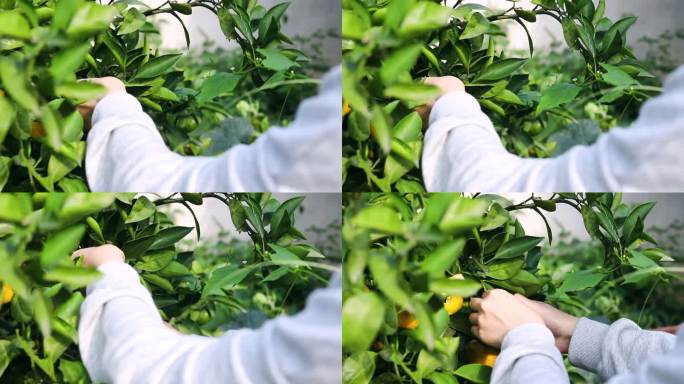 采摘成熟橘子果实