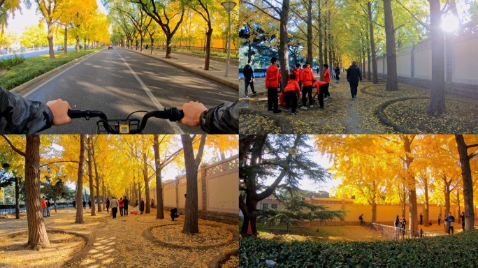 北京银杏大道 骑行+步行