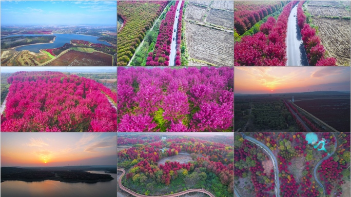 【10分钟】大泉湖枫彩漫城日落 南京秋景