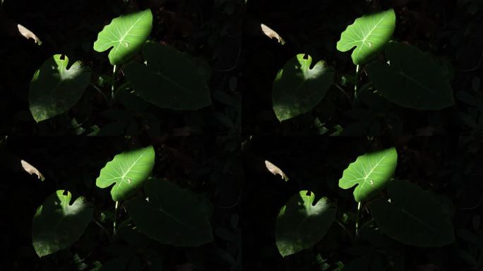 大象耳叶，有阳光的Colocasia esculenta