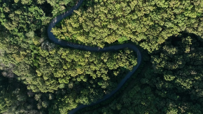 空荡的森林公路