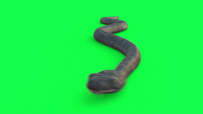 蛇循环动画绿幕抠像