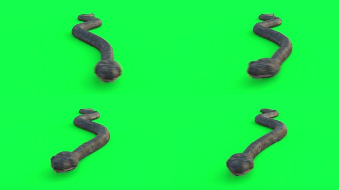 蛇循环动画绿幕抠像