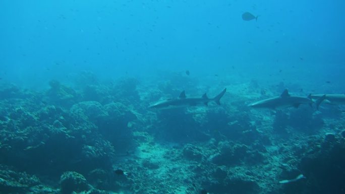 【HD】马来西亚诗巴丹鱼类水下摄影