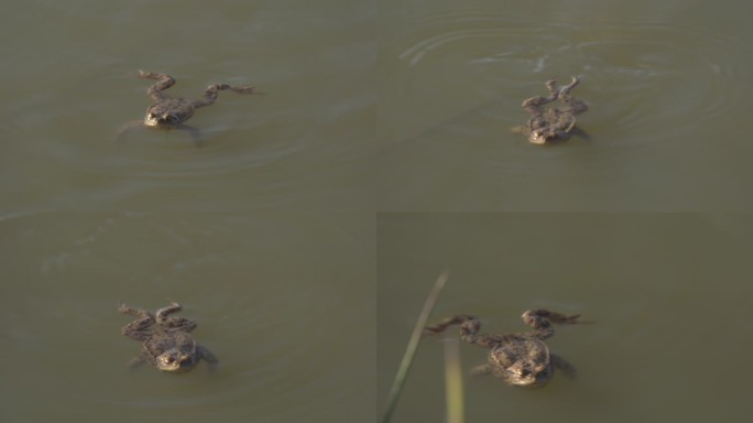 蟾蜍在池塘交配时的特写镜头（4K）