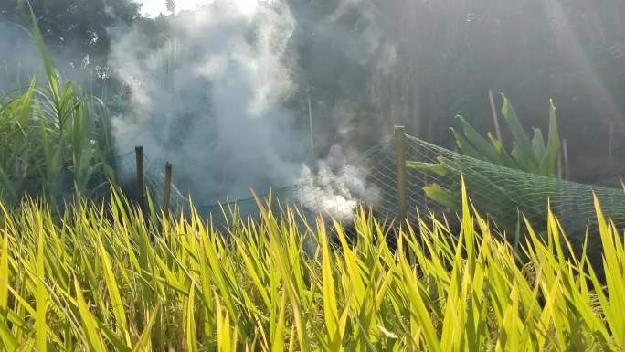 稻田纵火田间纵火大场景烟雾缭绕 烟雾弥漫