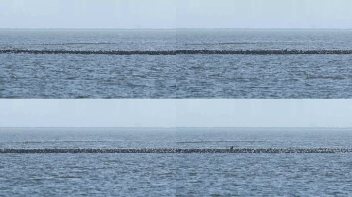 鸟季深圳湾觅食的鸬鹚群