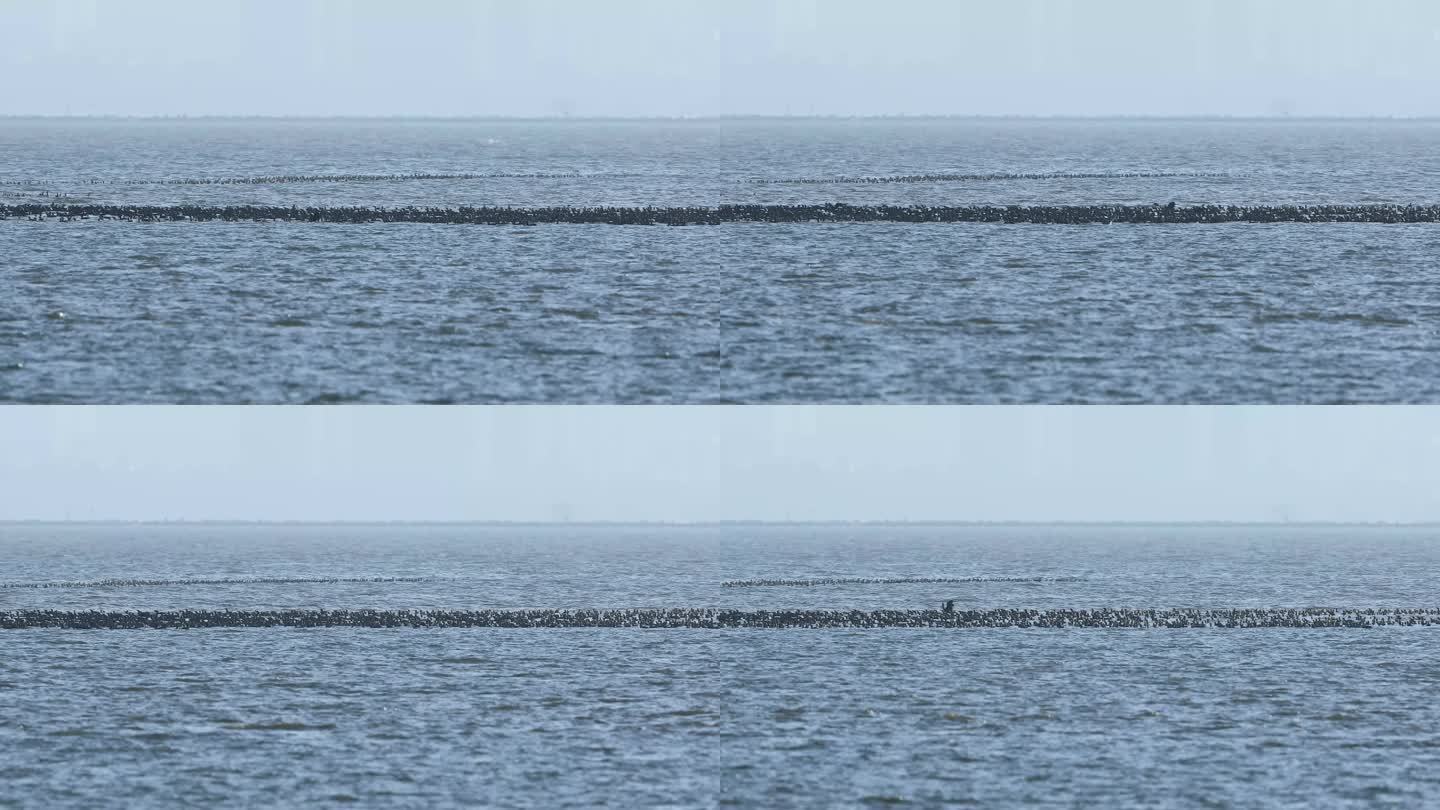 鸟季深圳湾觅食的鸬鹚群