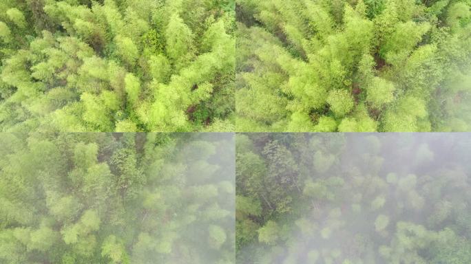 竹林烟雾缭绕延时拍摄户外