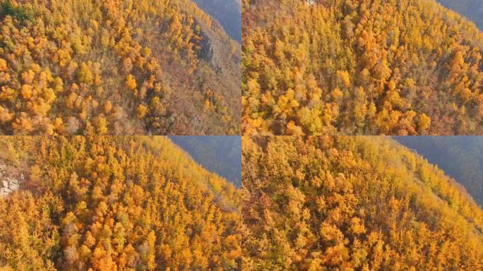 海东市 乐都区 北山林场 秋景 航拍