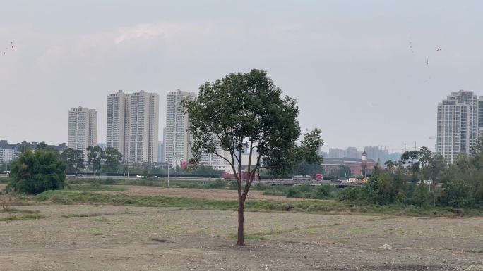 荒地孤树城市车流高楼林立近景