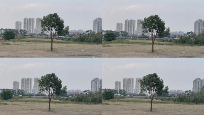 荒地孤树城市车流高楼林立近景